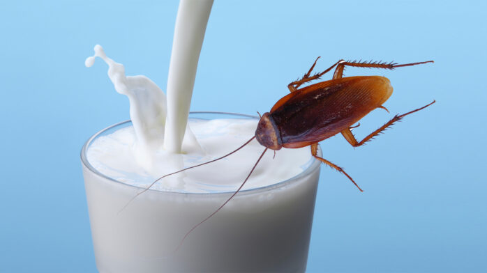 Cockroach Milk Is Coming