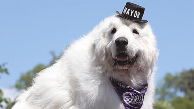 Very Good Boy Elected For Third Term As Mayor