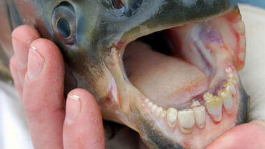 Nightmare Fish With Human-Like Teeth Found In Michigan
