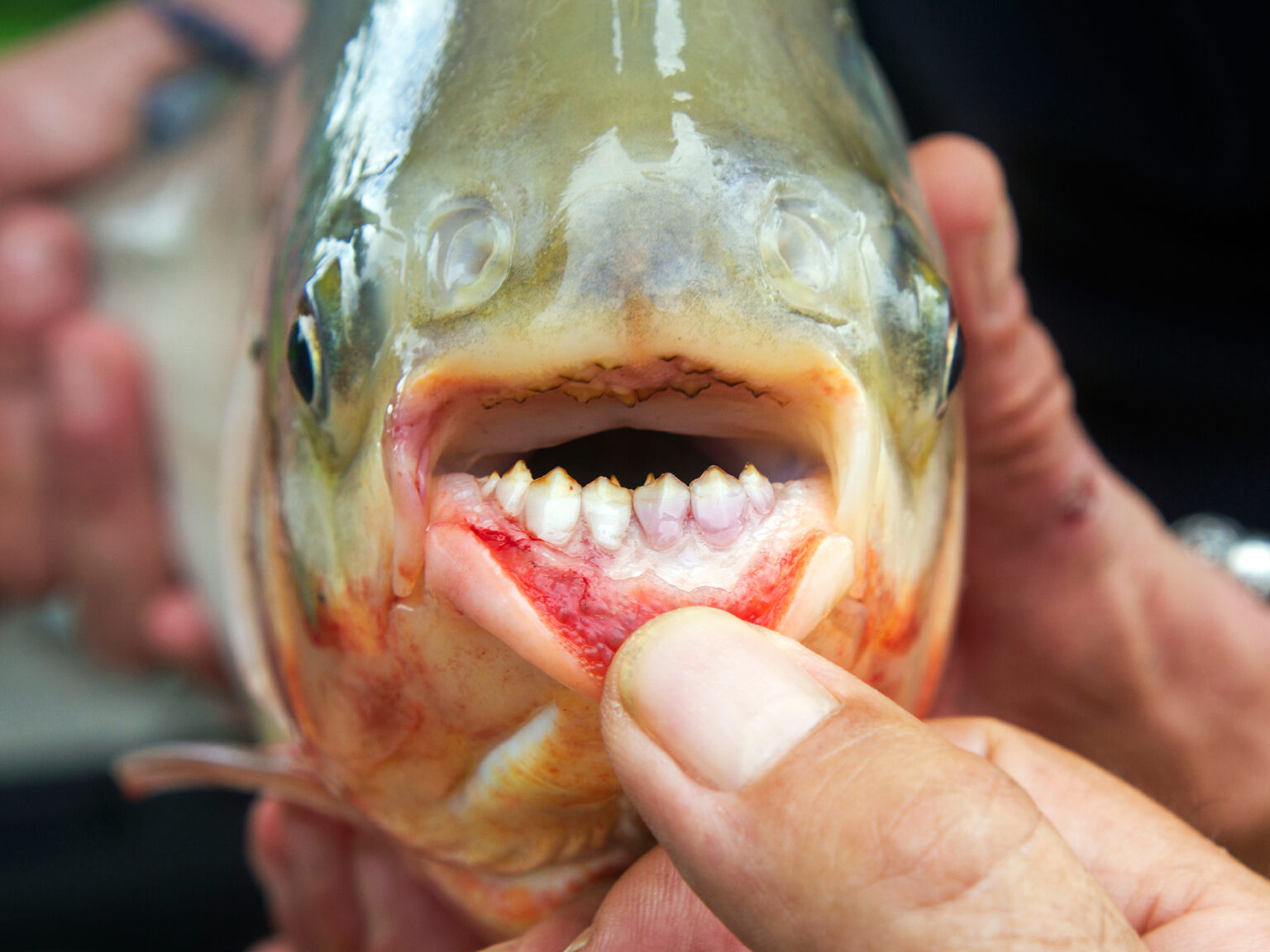 Nightmare Fish With HumanLike Teeth Found In Michigan Riot Fest 2023