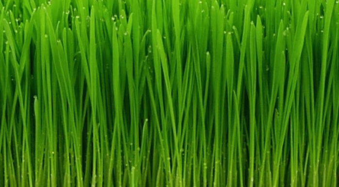 Would You Drink Punk Wheatgrass?