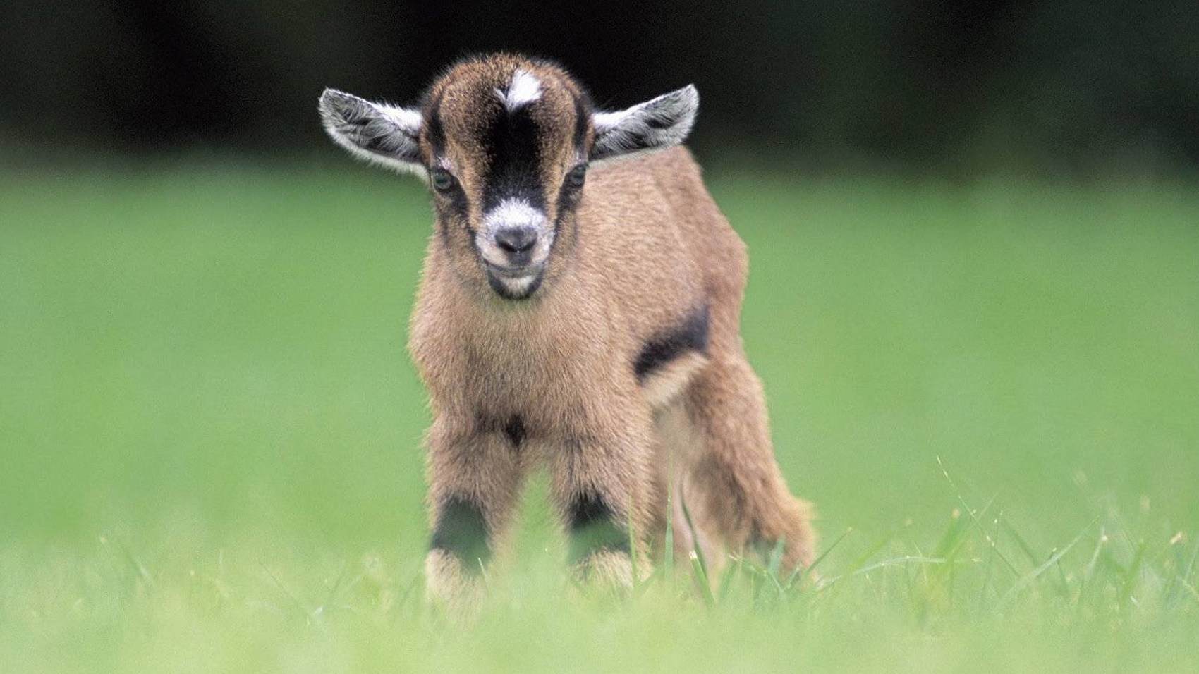 Cute Baby Goat Gif