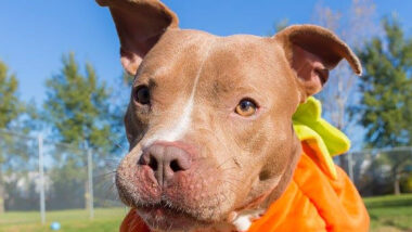 Riot Fest Adoptable Puppy Of The Week: Francisco