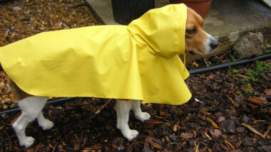 25 Dogs Wearing Raincoats