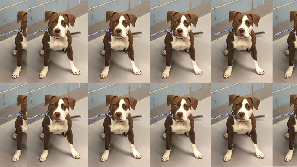 Riot Fest Adoptable Puppy Of The Week: Dancer