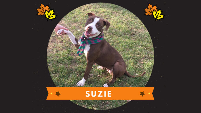 Riot Fest Adoptable Puppy Of The Week: Suzie