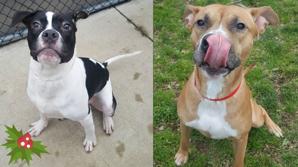 Riot Fest Puppies Of The Week: Sally & Goofy