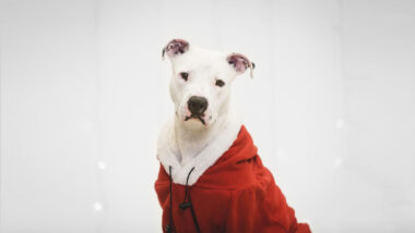 Riot Fest Adoptable Puppy Of The Week: Arabelle