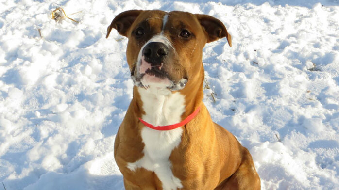 Riot Fest Adoptable Puppy Of The Week: Faulkner