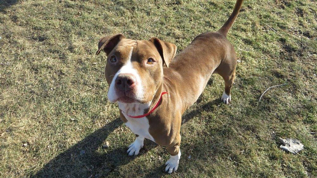 Riot Fest Adoptable Puppy Of The Week: Tyson