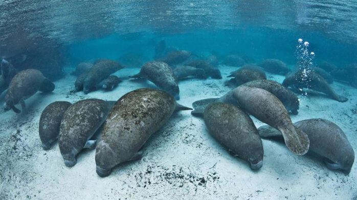 Manatees Use Farts To Swim