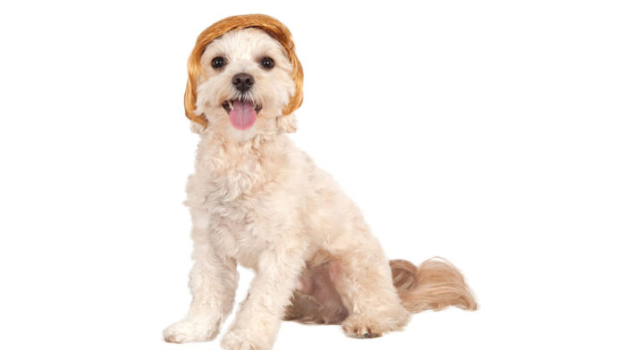 “Political Billionaire” Wig For Your Pet