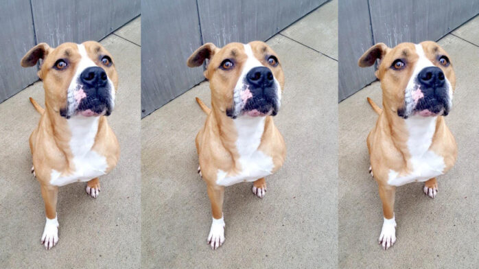 Riot Fest Adoptable Puppy of The Week: Destiny