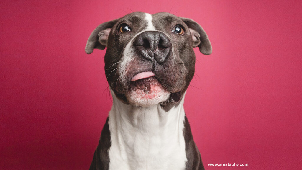 Riot Fest Adoptable Puppy Of The Week: Jackson