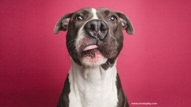 Riot Fest Adoptable Puppy Of The Week: Jackson