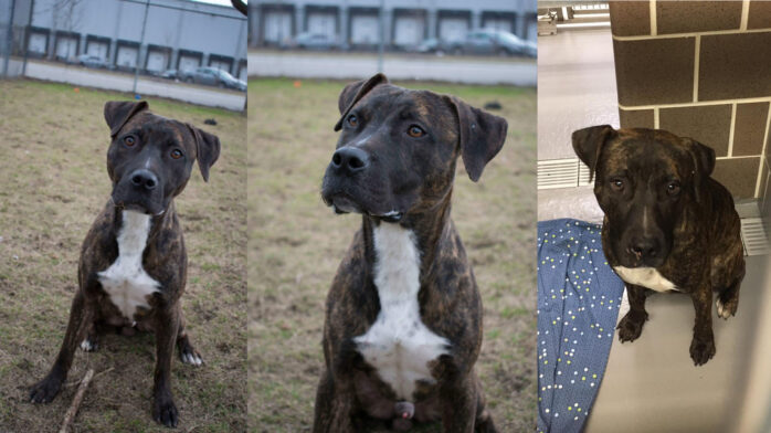 Riot Fest Adoptable Puppy of the Week: Howard