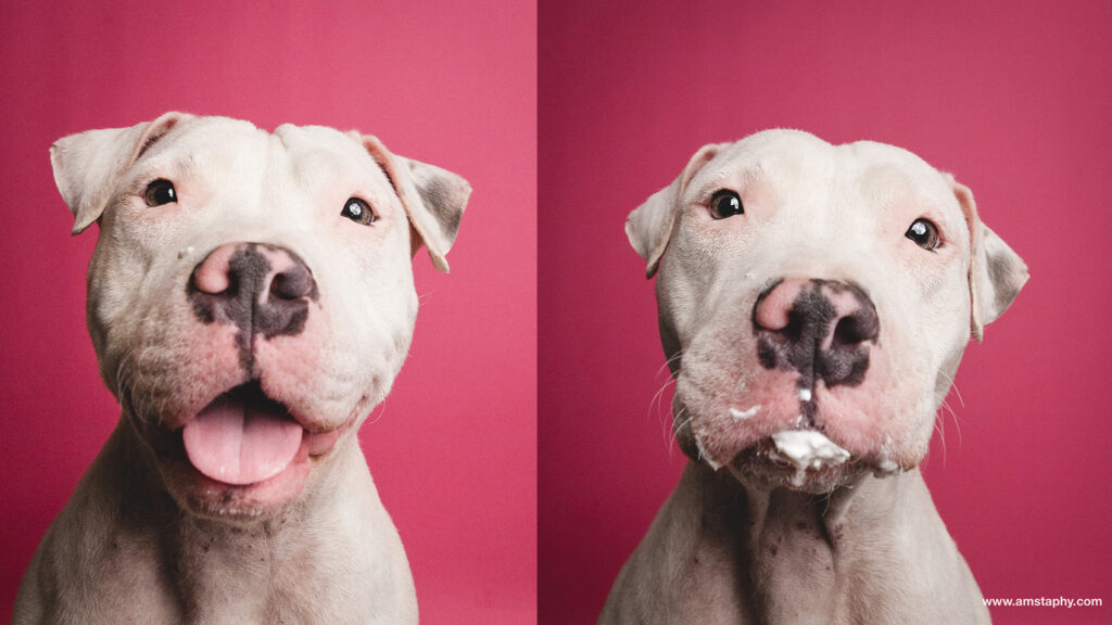 Riot Fest Adoptable Puppy Of The Week: Roxy