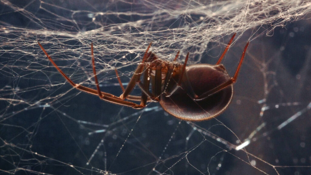 Spiders Are Found In 100% Of Homes & Could Eat Us All