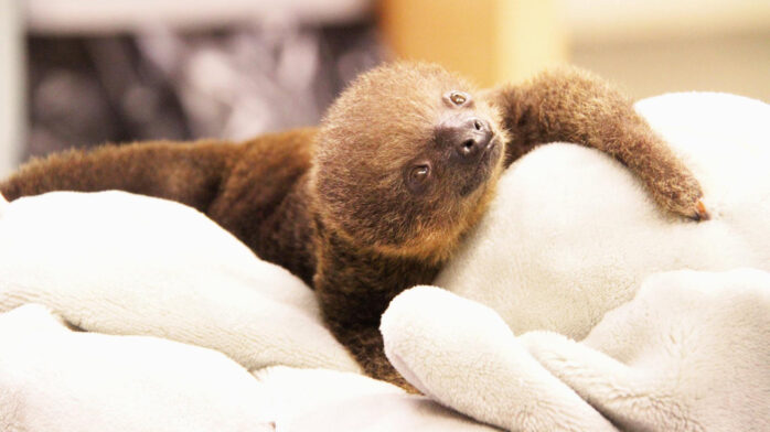 OMG A BABY SLOTH