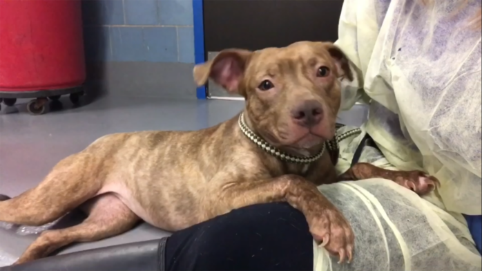 Riot Fest Adoptable Puppy of the Week: Brooklyn