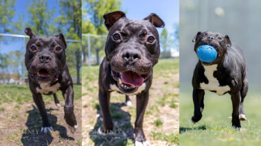 Riot Fest Adoptable Puppy of the Week: Marty