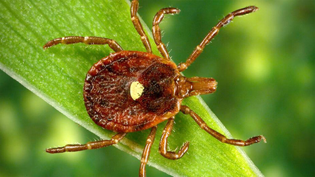 A Bite From This Tick Could Make You Allergic To Meat