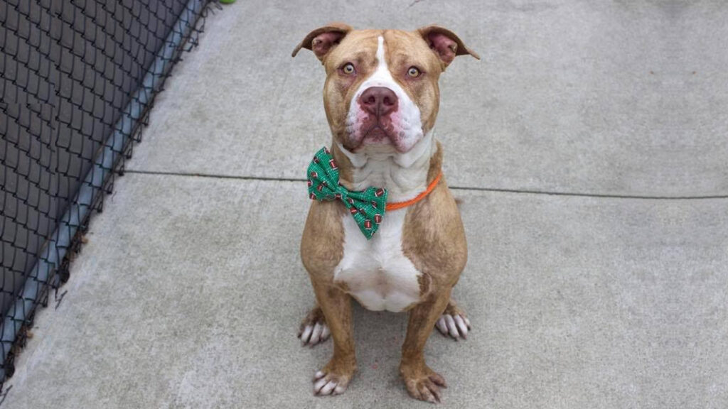 Riot Fest Adoptable Puppy of the Week: Fridge