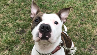 Riot Fest Adoptable Puppy Of The Week: Persephone