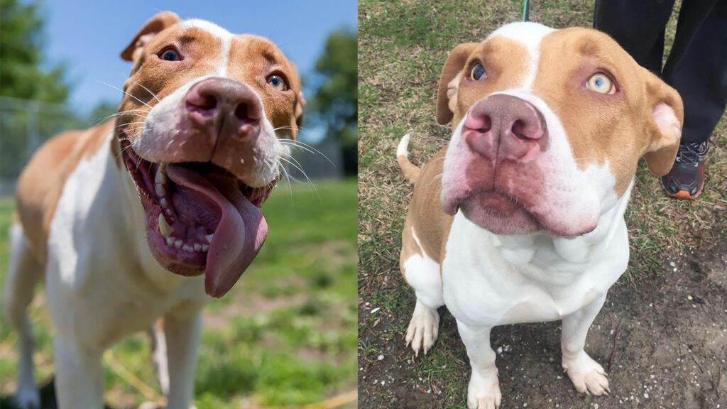 Riot Fest Adoptable Puppy of the Week: Rambo