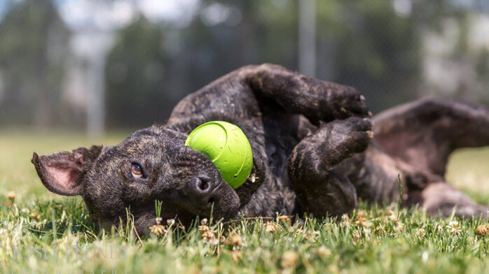 Riot Fest Adoptable Puppy of the Week: Billy