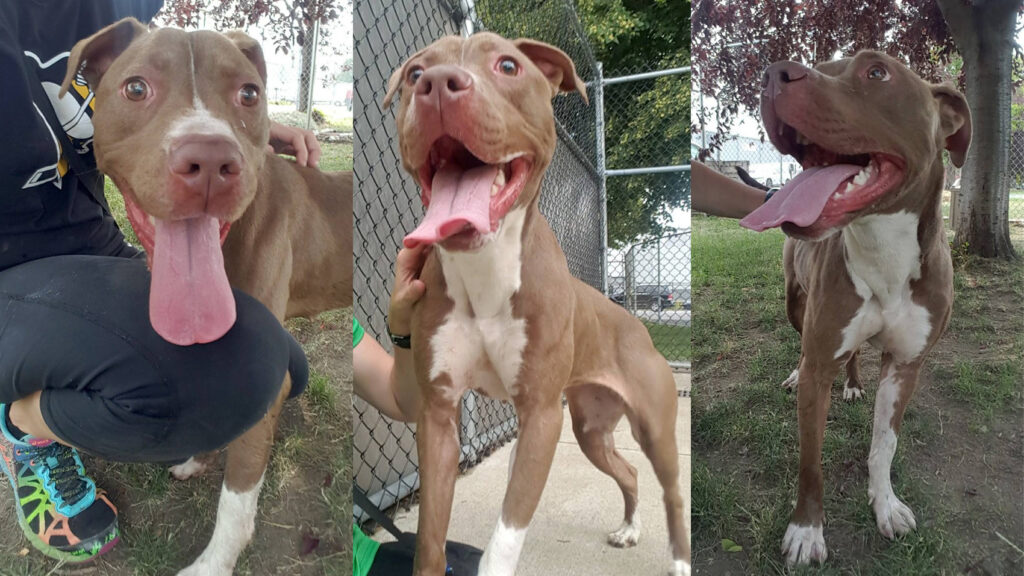 Riot Fest Adoptable Puppy of the Week: Hazel