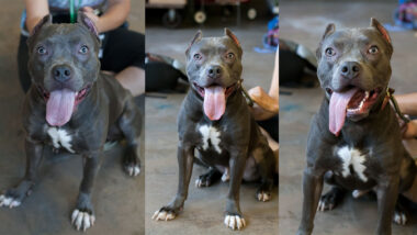 Riot Fest Adoptable Puppy of the Week: Spinach