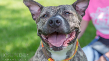 Riot Fest Adoptable Puppy of The Week: Topsy