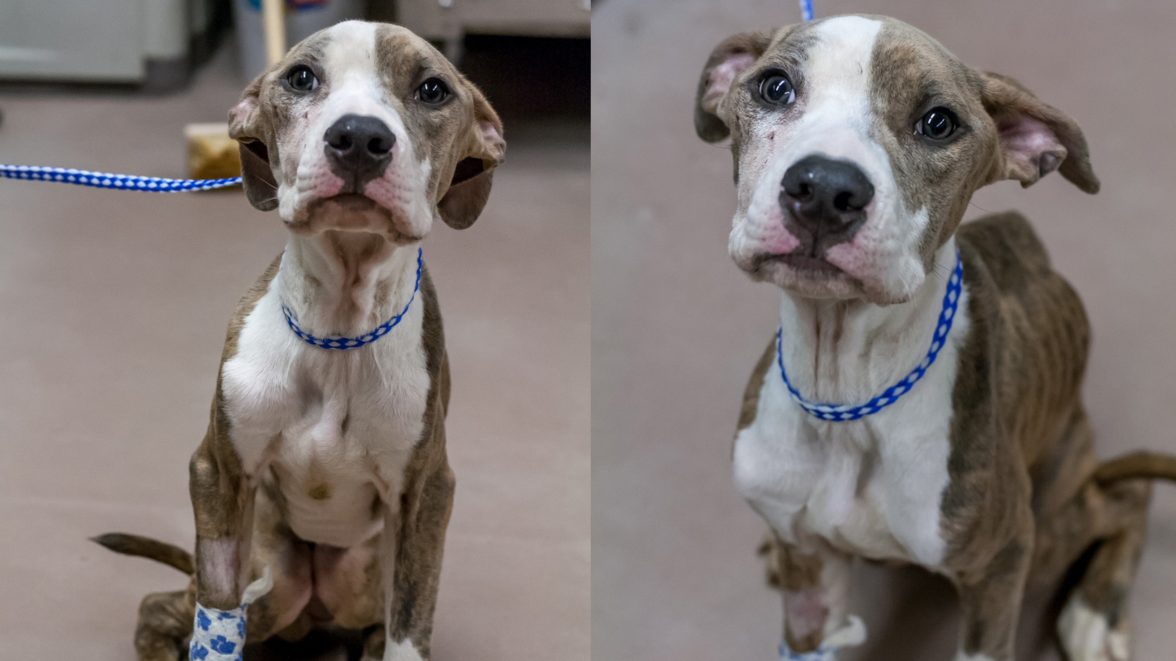 Riot Fest Adoptable Puppy of the Week: Fidlar