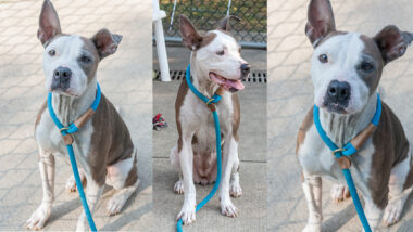 Riot Fest Adoptable Puppy of the Week: Hayley Williams