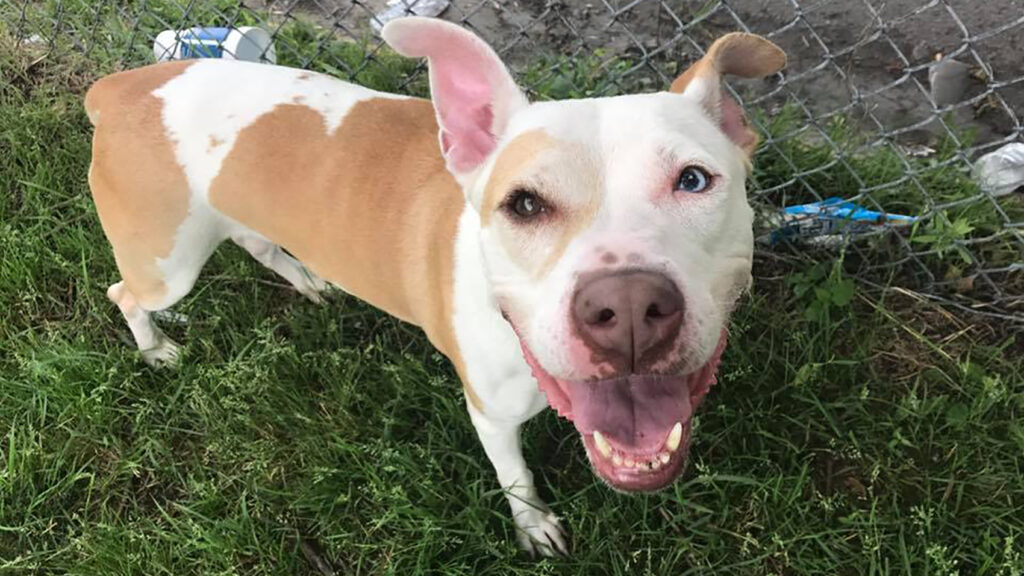 Riot Fest Adoptable Puppy of the Week: Joni