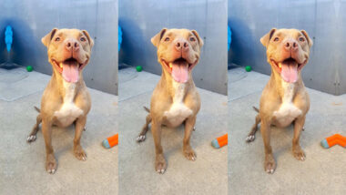 Riot Fest Adoptable Puppy of the Week: Peaches