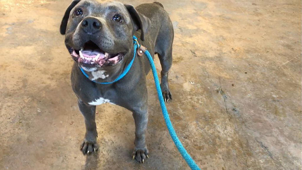 Riot Fest Adoptable Puppy of the Week: Uncle Jesse