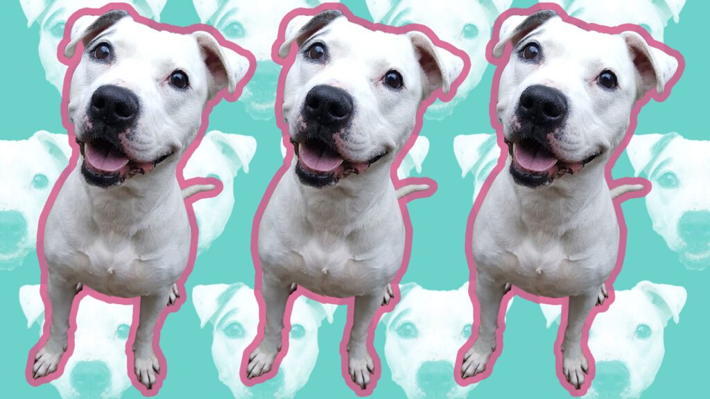 Riot Fest Adoptable Puppy of the Week: Malania