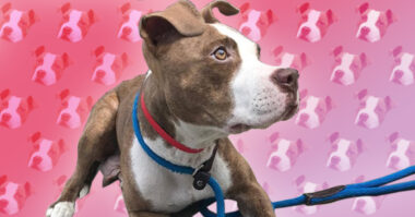 Riot Fest Adoptable Puppy of the Week: TWIX