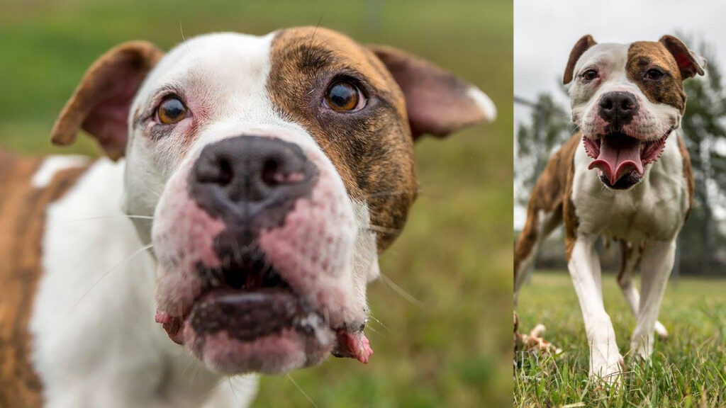 Riot Fest Adoptable Puppy of the Week: Betsy
