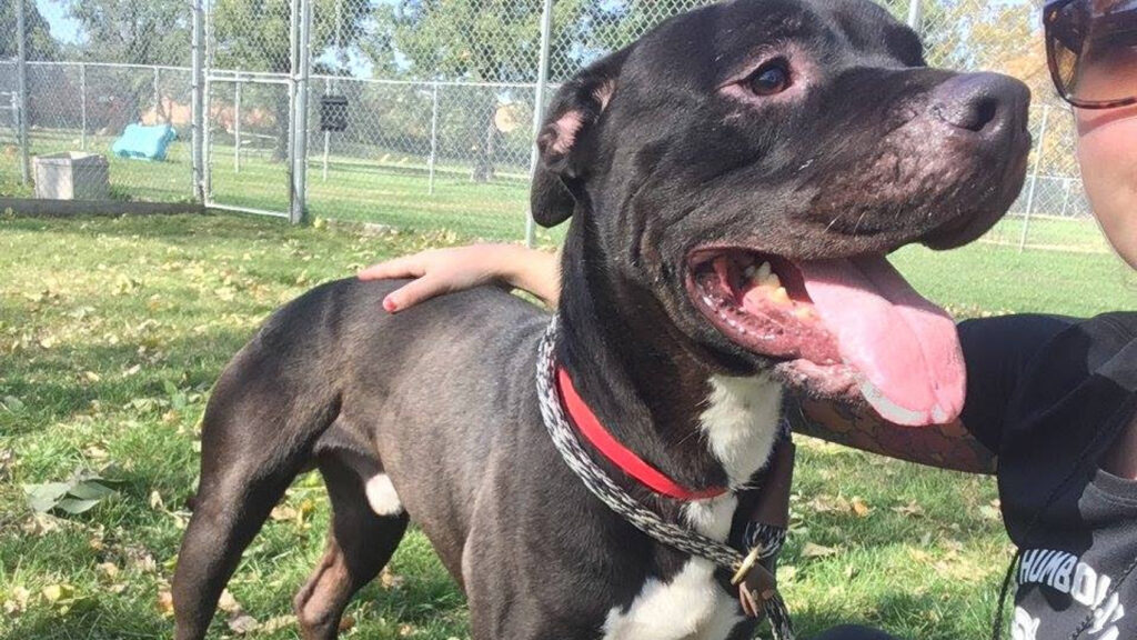 Riot Fest Adoptable Puppy of the Week: Midnight