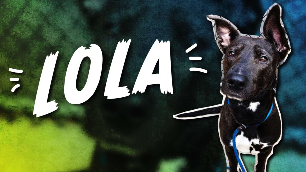 Riot Fest Adoptable Puppy Of The Week: Lola