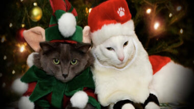 Here Are Some Photos Of Pets Wearing Christmas Outfits