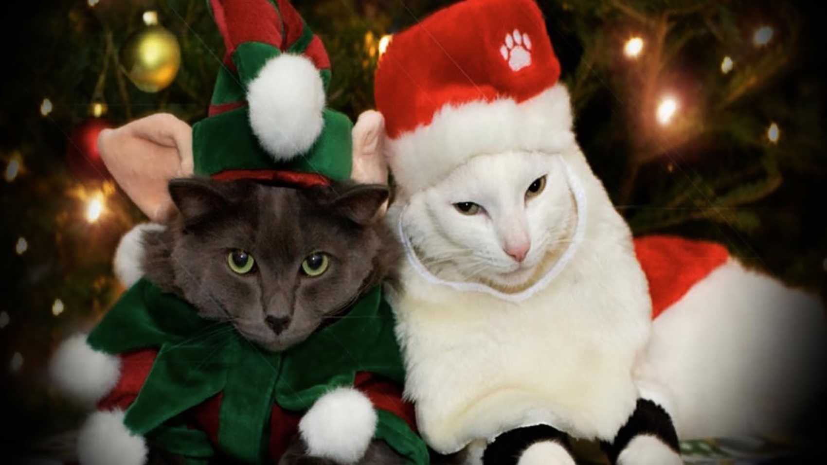 Here Are Some Photos Of Pets Wearing Christmas Outfits ...