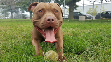 Riot Fest Adoptable Puppy of the Week: Remy