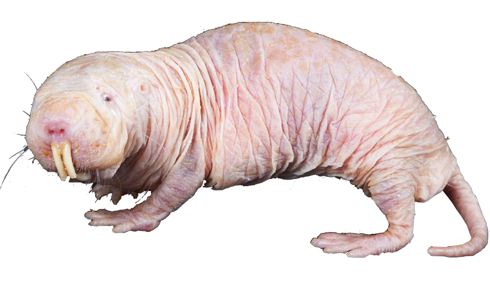 Naked Mole‐Rats: Blind, Naked, and Feeling No Pain - Browe 