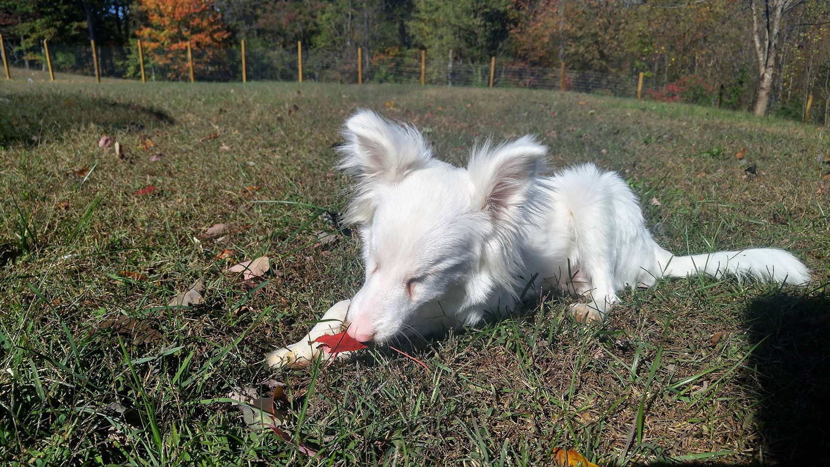 Riot Fest Adoptable Puppy of the Week: Kylo