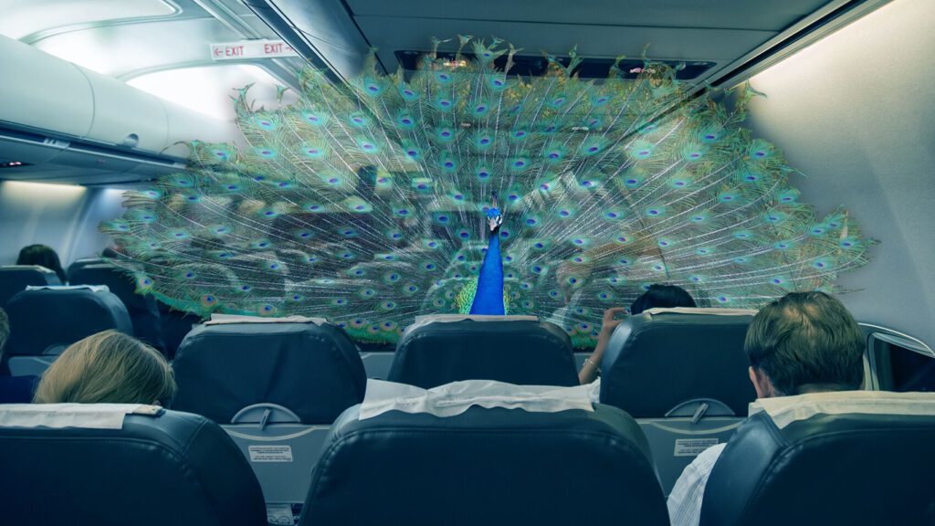 Airline Says “No” To Emotional Support Peacock