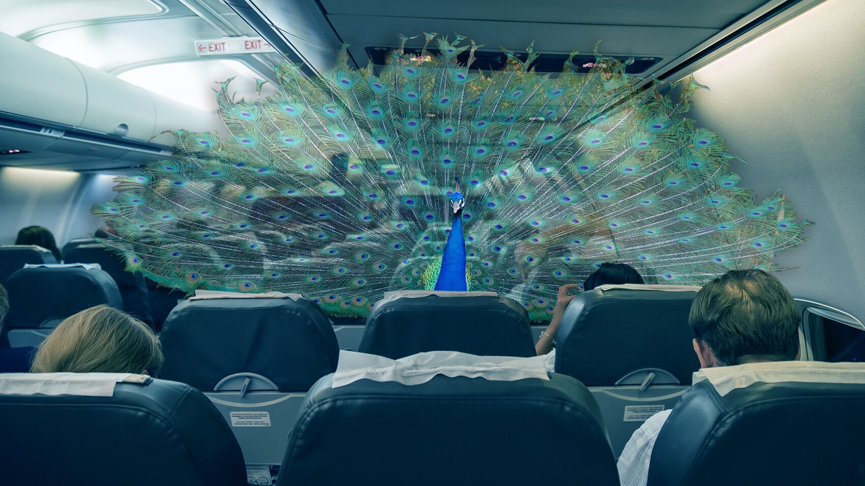 Airline Says No To Emotional Support Peacock Riot Fest Airline Says No To Emotional Support Peacock Riot Fest